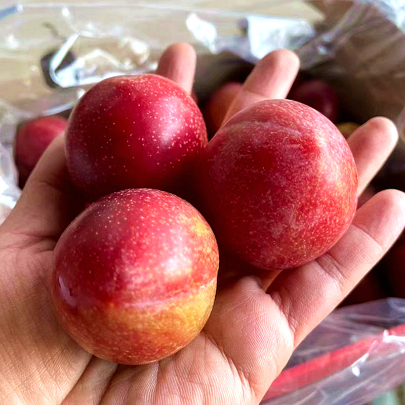 智利进口樱桃李5J级别吉制礼盒纯甜李子樱桃蜜甜新鲜水果顺丰包邮,淘宝优惠券,粉丝福利购,淘宝优惠卷