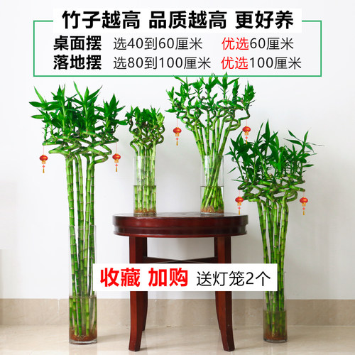水养富贵竹水培植物转运竹龙竹弯竹水竹开运竹子盆栽室内带根绿植 - 图1
