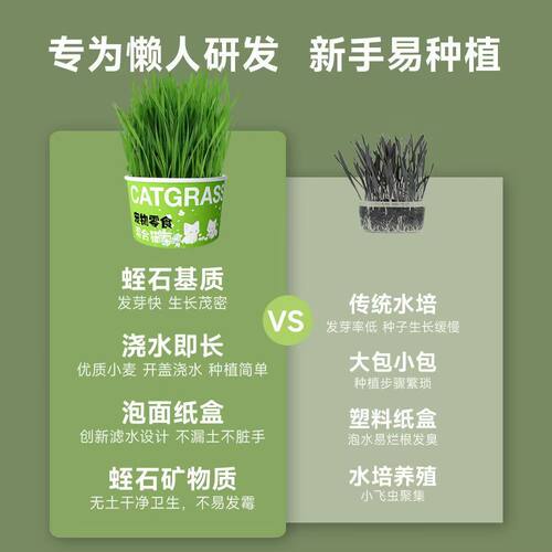 懒人泡面猫草盆栽猫草种子无土水培天然种植化毛磨牙洁齿猫咪零食 - 图1