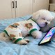 Cat clothes winter flannel four-legged pet blue cat British short puppet silver gradient warm dog home clothes