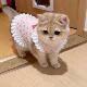 Cat clothes summer breathable bow suspender skirt puppet British short anti-shedding pet sweet and cute princess skirt