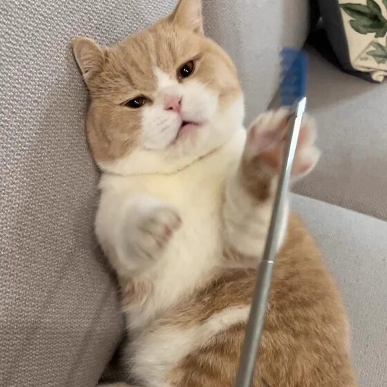Tickle Cat Stick, Long Rod, Self-Happiness and Boredom Relief Artifact, Good Quality Cat Supplies, Cat Toy Brush