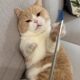 Tickle Cat Stick, Long Rod, Self-Happiness and Boredom Relief Artifact, Good Quality Cat Supplies, Cat Toy Brush