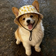 Cute open-eared cat and dog hat summer pet sun protection sun hat Ragdoll Devon cat puppy fisherman hat