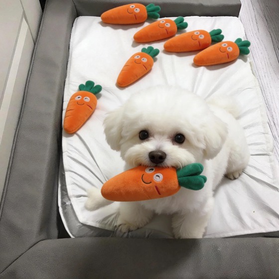 Pet dog plush toy, sound-resistant, bite-resistant and molar-resistant puppy, self-pleasure and boredom relief artifact, Bichon Frize Teddy, special for puppies