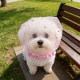Dog mesh hood, anti-biting, anti-eating mask, breathable small dog muzzle, anti-accidental eating and anti-anxiety artifact