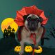 Pet cat clothes vampire magic cloak cloak