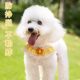 Bichon Frize Dog Leash Cute Harness Teddy