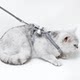 Cat leash and dog leash to prevent break-away when going out