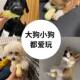 Dog toys simulated peanut consumption body boredom relief artifact