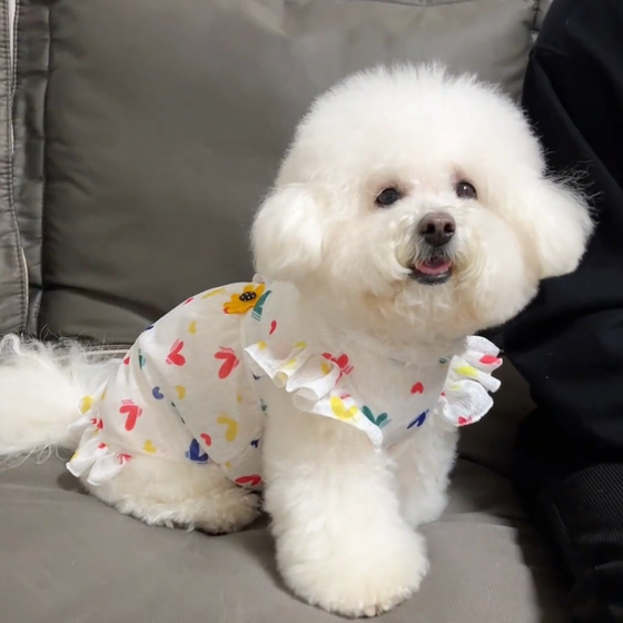 Dog clothes, summer thin, cute princess dress for traction, teddy bear, Pomeranian pet cat, anti-shedding