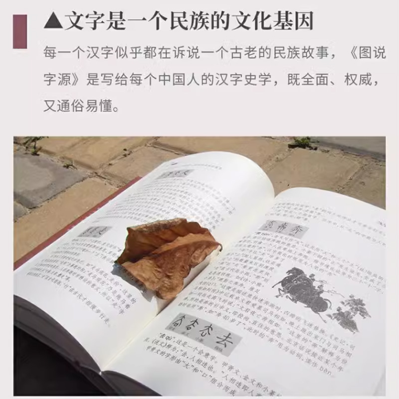 官方正版图说字源（唐汉解字系列）大胆挑战许慎、郭沫若的古今文字学研究者。中国人不可不知的汉字密码，写给每个中正版书籍-图2