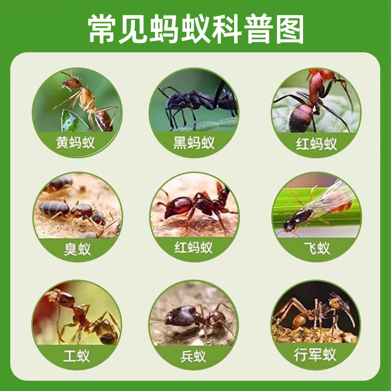 户外室外土壤家用蚂蚁药非全窝一锅杀蚂蚁菜地用农用灭红火蚁药端 - 图0