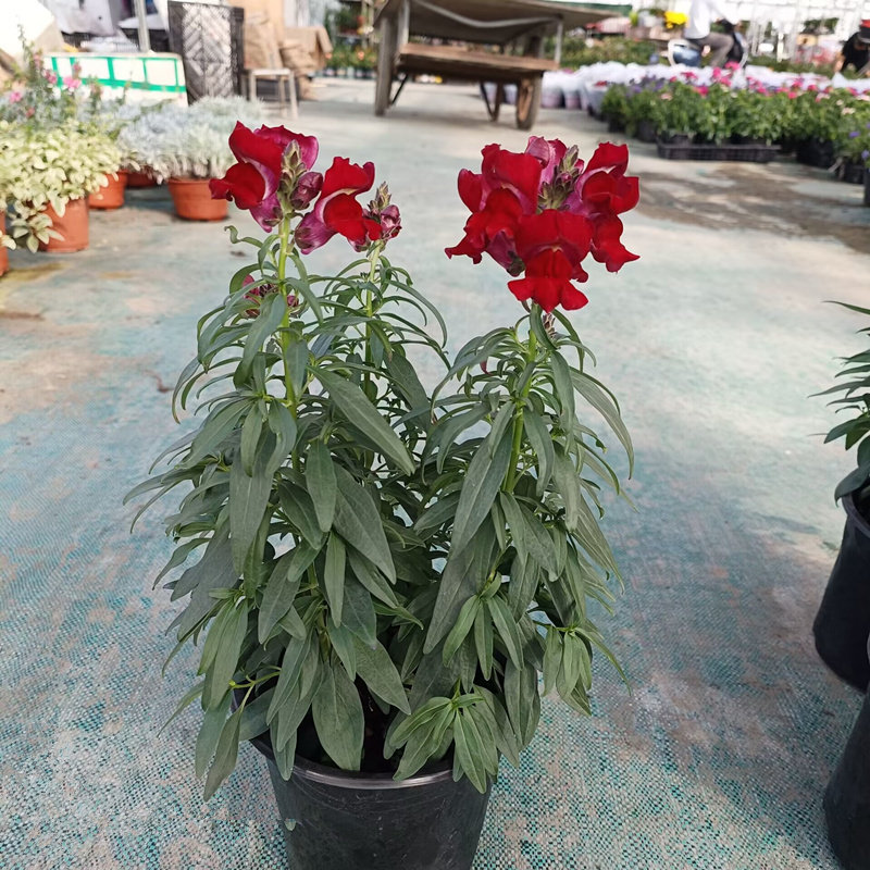 金鱼草盆栽狮子花龙头花阳台庭院冬季耐寒草本花卉洋彩雀带花苞发,淘宝优惠券,粉丝福利购,淘宝优惠卷