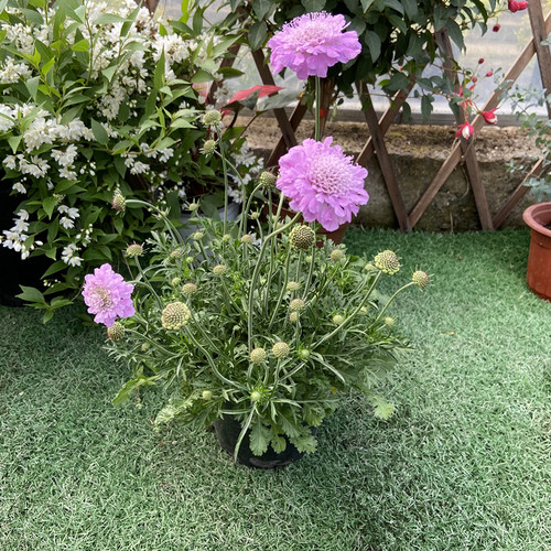 蓝盆花盆栽秋季阳台庭院花园趣味花卉轮锋菊大苗带花苞发货好养 - 图0