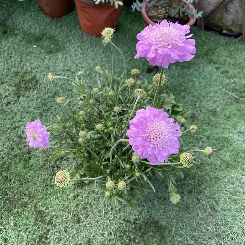蓝盆花盆栽秋季阳台庭院花园趣味花卉轮锋菊大苗带花苞发货好养 - 图1
