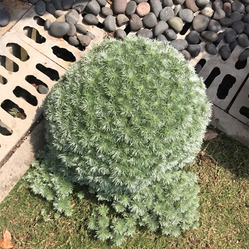 朝雾草银蒿盆栽绿植低矮植物室外盆景阳台驱蚊常绿宿根花镜耐热草 - 图2