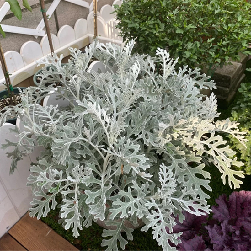 银叶菊盆栽花卉观叶植物银白色耐寒耐热花坛花境搭配造景花镜包邮