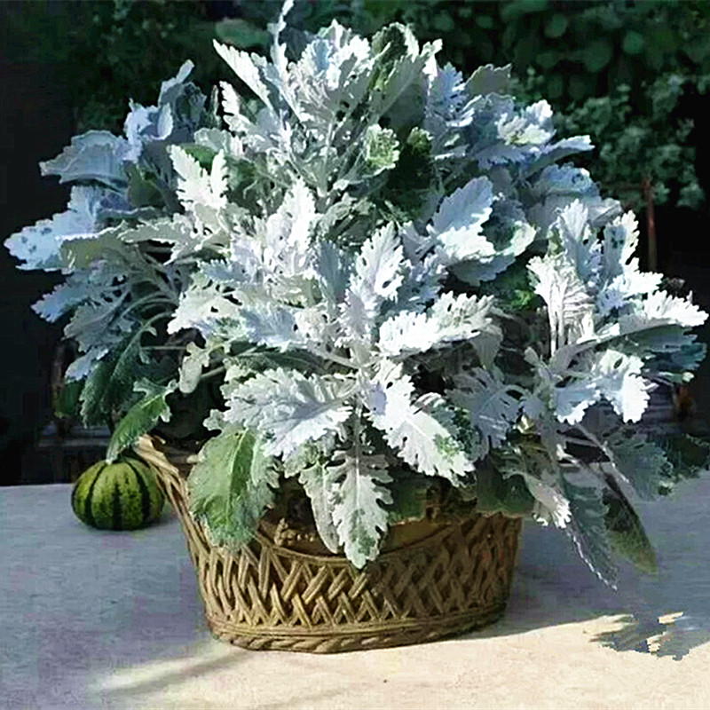 银叶菊盆栽花卉观叶植物银白色耐寒耐热花坛花境搭配造景花镜包邮