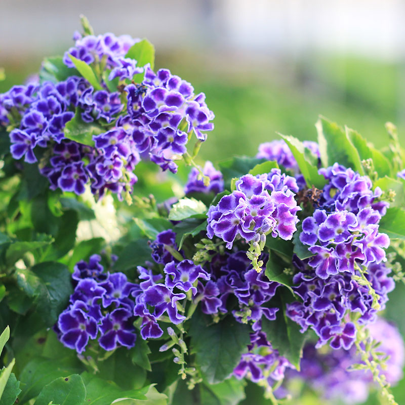 金露花盆栽浓香连翘花蕾丝巧克力花庭院花卉四季开花带花苞香水味