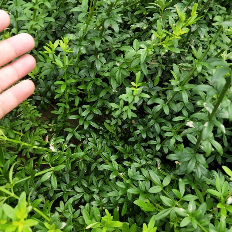 迎春花苗.迎春花苗木.迎春花小苗.迎春花大苗.庭院盆栽耐寒花卉-图2