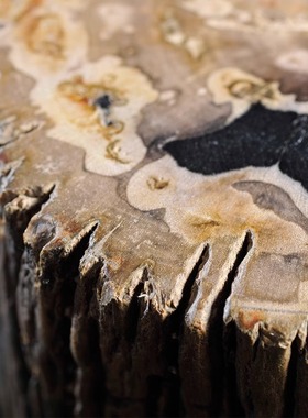 木化石墩子客厅落地摆件装饰品庭院造景石户外小凳子边几花架置物