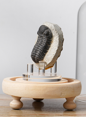 古生物三叶虫摆件完整化石标本