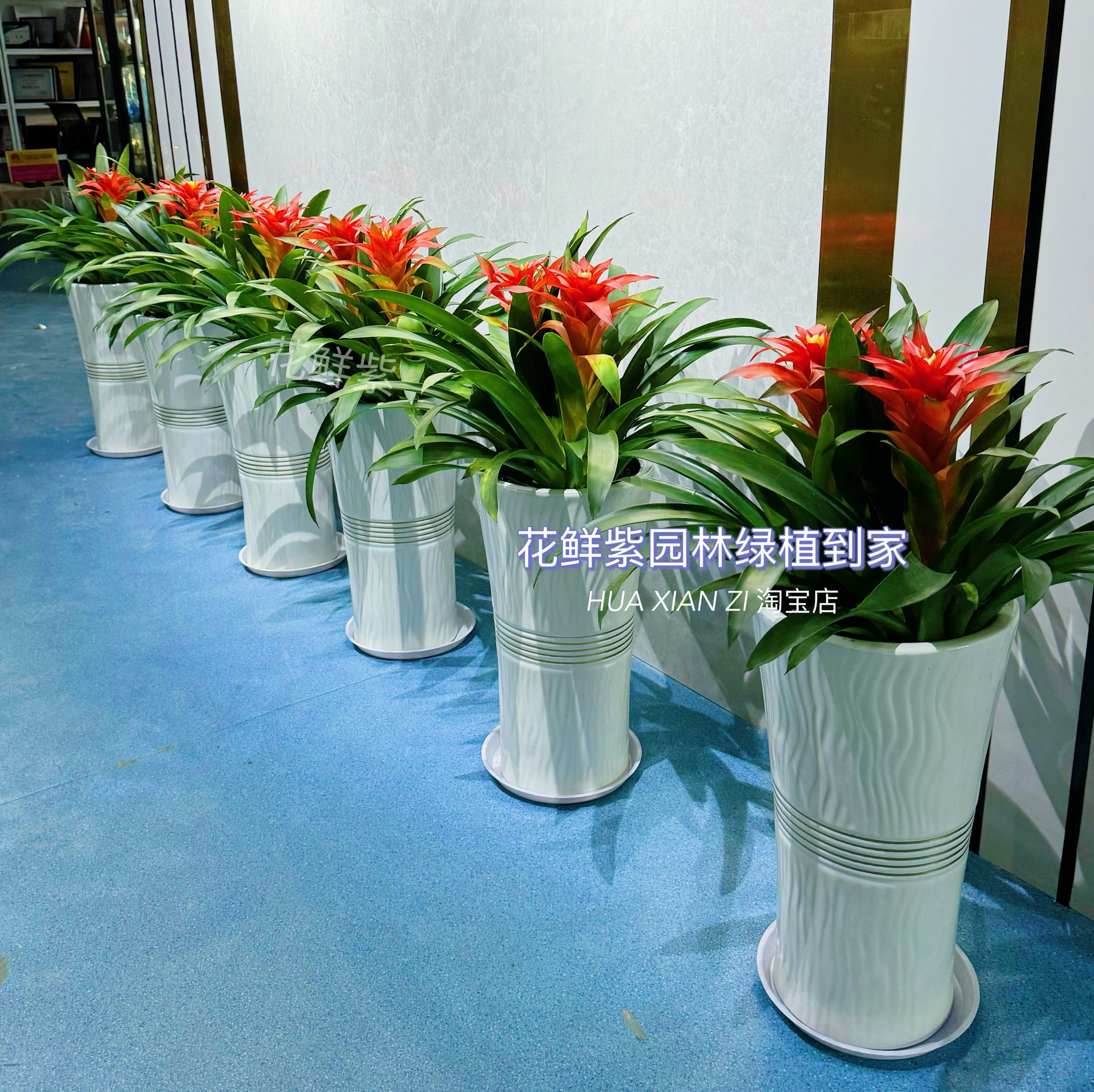 鸿运当头盆栽室内客厅办公室前台新房凤梨中小型植物开业乔迁送礼,淘宝优惠券,粉丝福利购,淘宝优惠卷