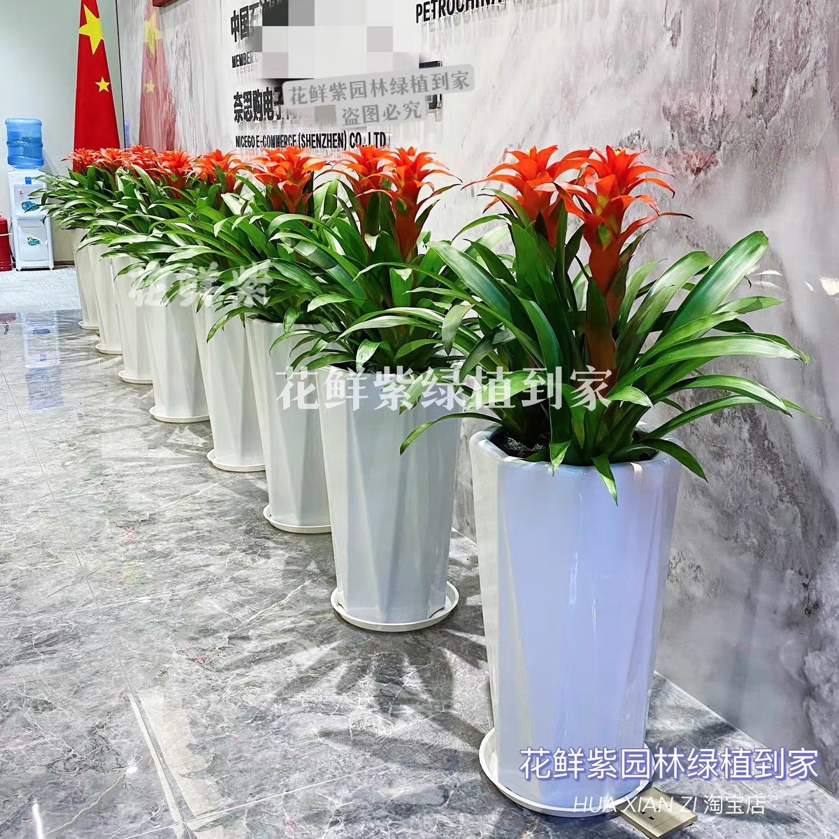 鸿运当头盆栽室内客厅办公室前台新房凤梨中小型植物开业乔迁送礼,淘宝优惠券,粉丝福利购,淘宝优惠卷