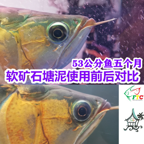 马来西亚龙鱼发色软水矿石黑水素增加矿物质修复已地包天兜嘴掉眼 - 图1