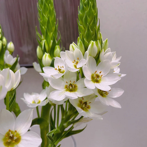 【亿亩花田】圣心百合花期久 云南鲜花全店任意两件顺丰京东包邮 - 图3