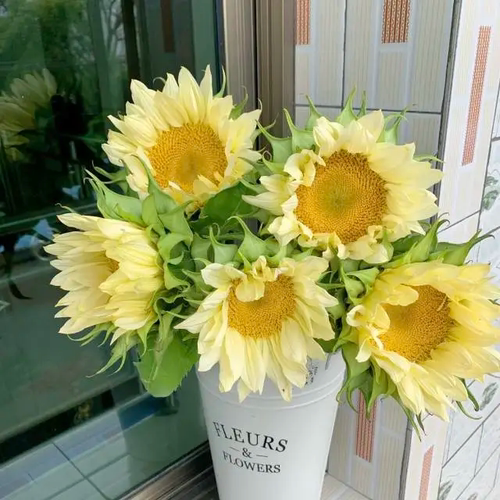 奶油向日葵5支云南新鲜鲜花 全店任意两件顺丰京东包邮 - 图2