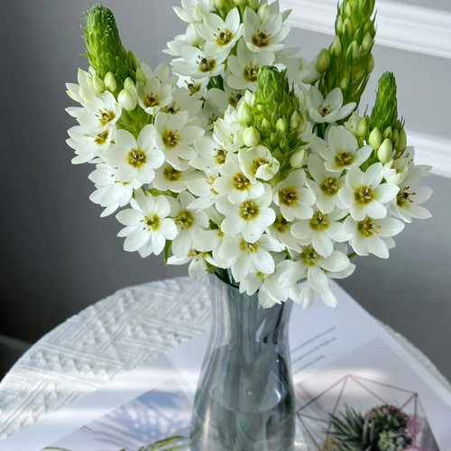 【亿亩花田】圣心百合花期久 云南鲜花全店任意两件顺丰京东包邮 - 图2