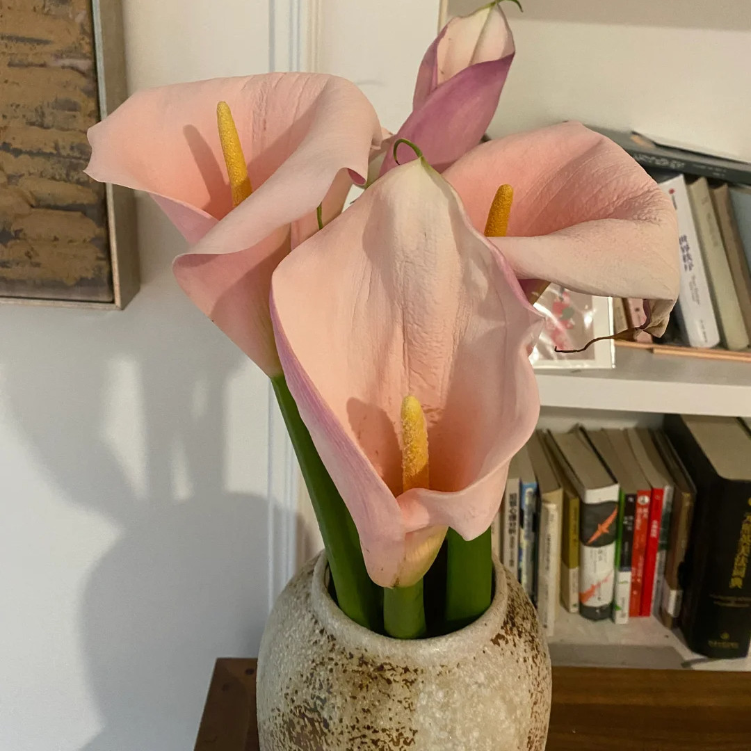 【火烈鸟粉色马蹄莲】云南新鲜鲜花全店任意两件顺丰包邮,淘宝优惠券,粉丝福利购,淘宝优惠卷