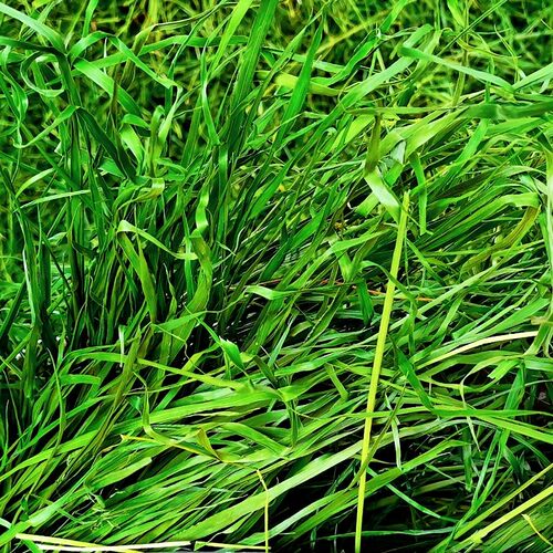 26年新烘干提摩西草毛重1000g甘肃北提嫩草兔干草龙猫荷兰猪粮草 - 图0