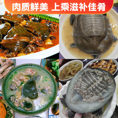 千岛湖甲鱼鲜活生态甲鱼1.2斤胶原蛋白生鲜健康礼品活甲鱼淡水 - 图3