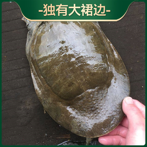 千岛湖甲鱼鲜活生态甲鱼1.2斤胶原蛋白生鲜健康礼品活甲鱼淡水 - 图1