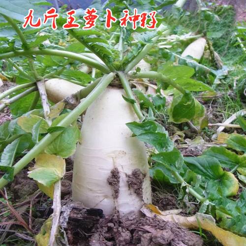 按斤卖九斤王白萝卜种蔬菜不空心春不老种特大四季春夏秋季播播种 - 图2
