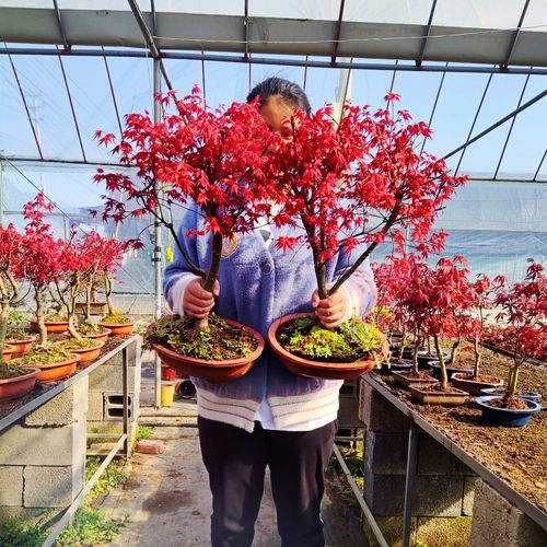 日本红枫盆景老桩 原生红舞姬造型桩 阳台庭院树苗办公桌盆栽植物 - 图2