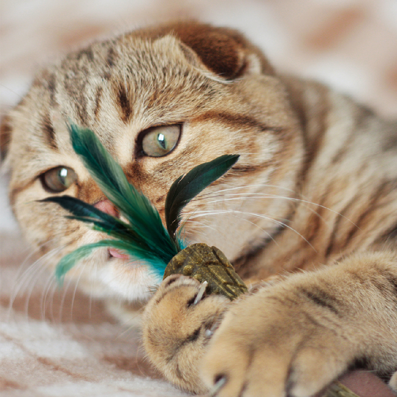 GiGwi贵为猫咪玩具自嗨解闷耐咬磨牙猫薄荷草羽毛逗猫棒宠物玩具 - 图0