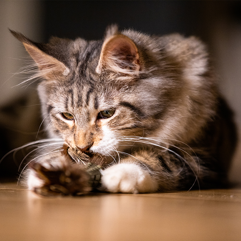 GiGwi贵为猫咪玩具自嗨解闷耐咬磨牙猫薄荷草羽毛逗猫棒宠物玩具 - 图2