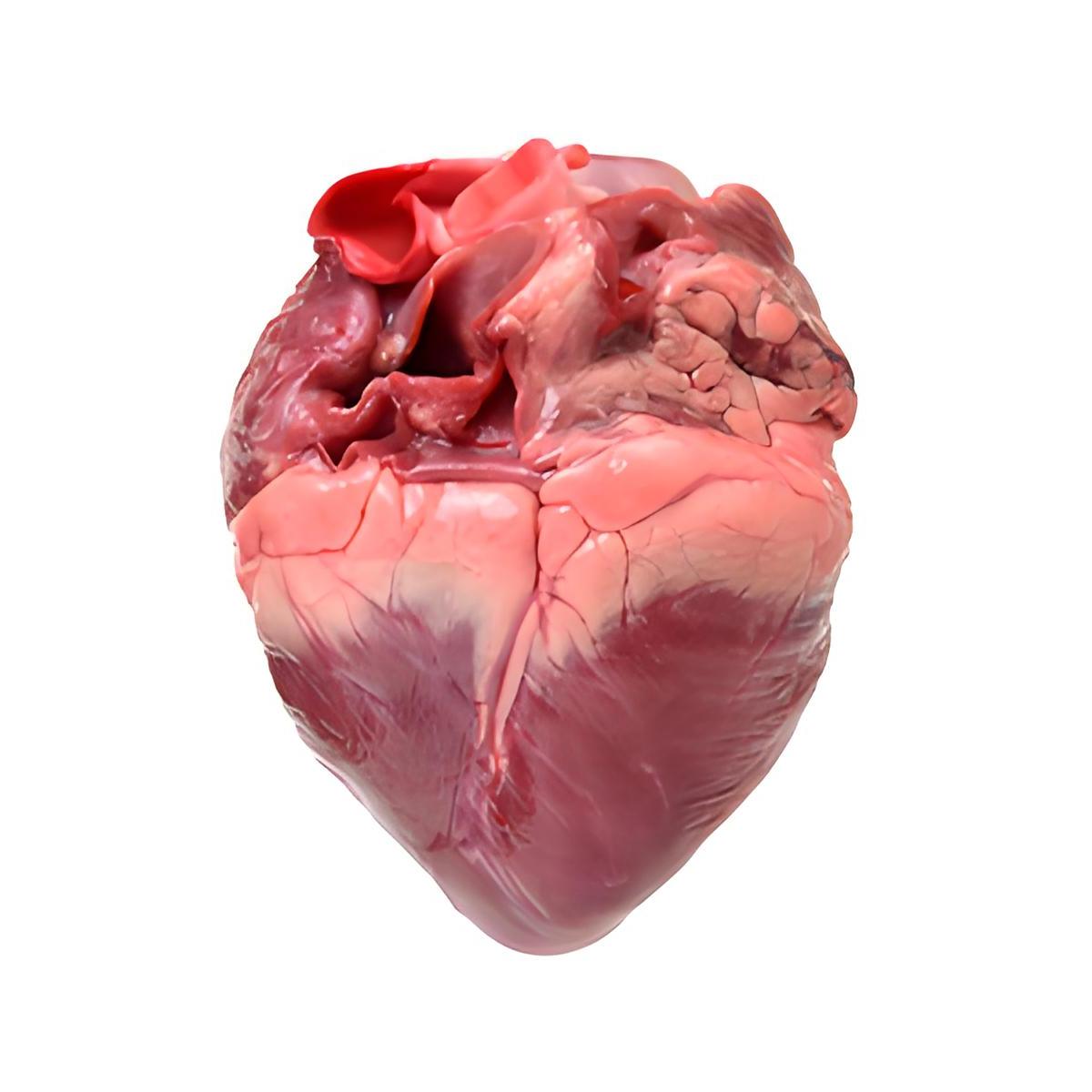 Selected fresh ostrich heart and ostrich liver 2 catties cold chain free shipping wholesale free range ostrich viscera highly nutritious