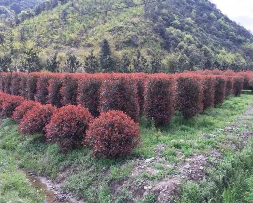 红叶石楠树苗四季常青花园花坛红罗宾庭院红叶石楠绿篱笆观叶植物 - 图0