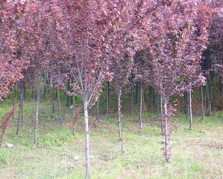 紫叶李红叶李树苗绿化行道树苗庭院花坛绿化植物花坛园林风景树苗 - 图1