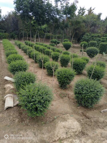 小叶女贞苗球形园林庭院绿化花坛苗木花卉绿植绿篱造型树四季常青 - 图3