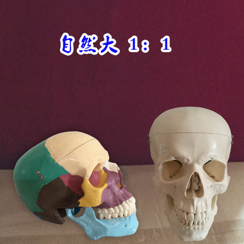 人体头骨带颈椎模型彩色白色骷髅头 头颅骨 骨骼医用美术素描促销 - 图2
