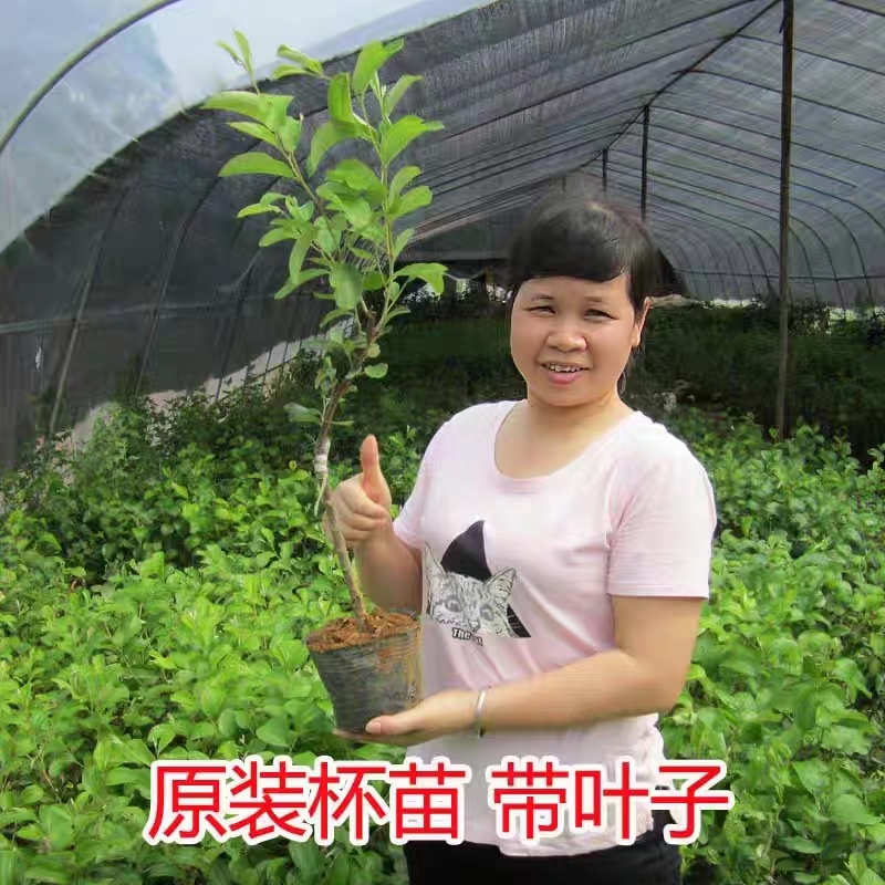 台湾大青枣果树苗蜜枣王嫁接苗南方种植庭院四季盆栽地栽当年结果-图0