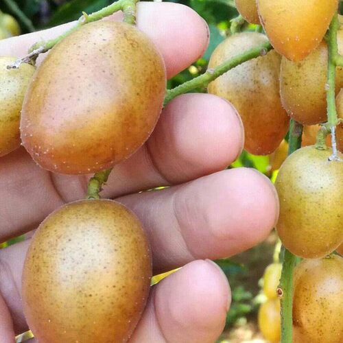 新品种黑金刚黄皮嫁接树苗南方种植庭院盆栽地栽黄皮果树当年结果 - 图2