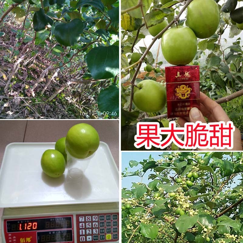 台湾大青枣果树苗南方种植嫁接苗庭院四季盆栽地栽枣树苗当年结果