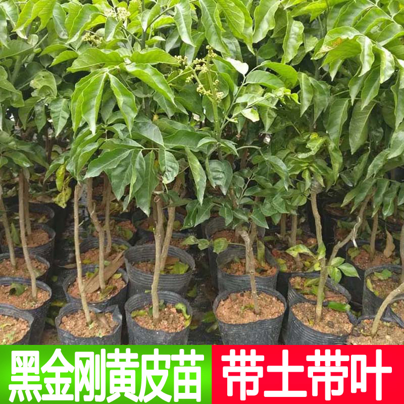 新品种黑金刚黄皮嫁接树苗南方种植庭院盆栽地栽黄皮果树当年结果